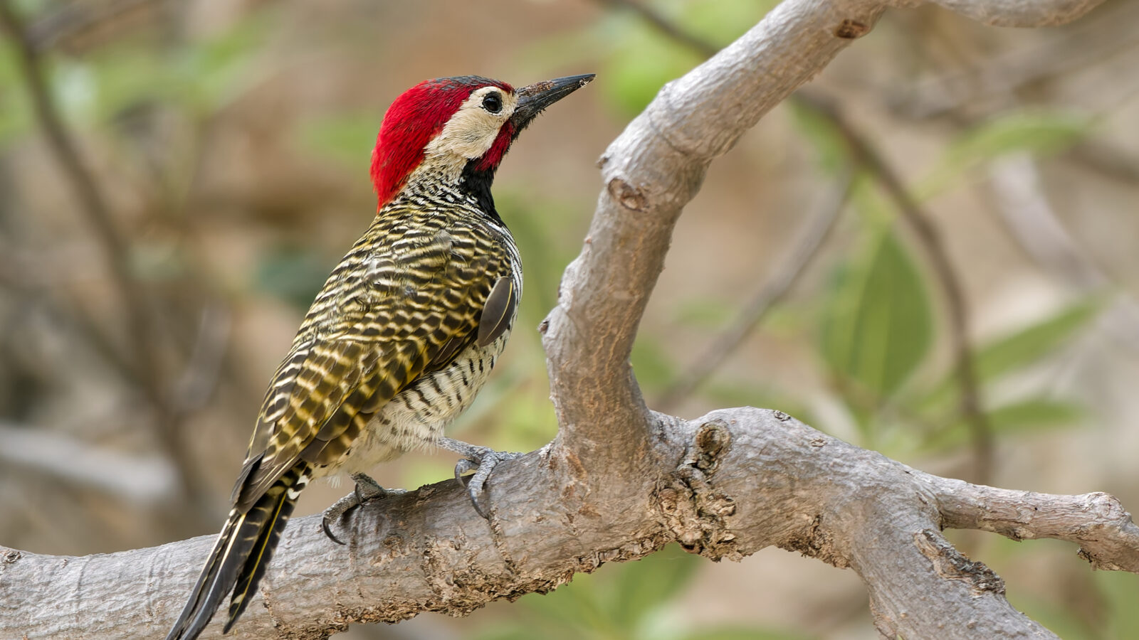 Black-necked Woodpecker
