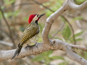 Black-necked Woodpecker