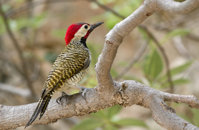Black-necked Woodpecker