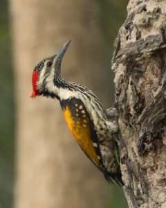 Black-rumped Flameback
