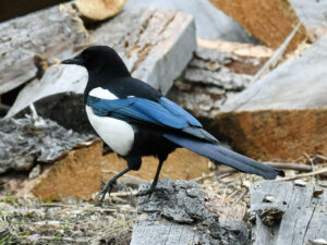 Black-rumped Magpie