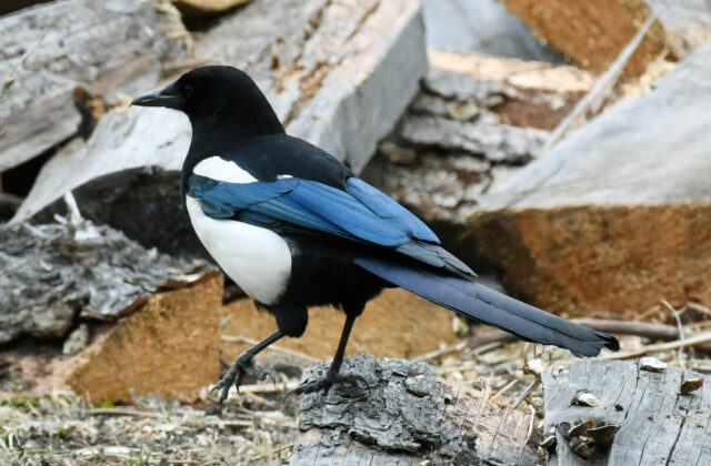 Black-rumped Magpie