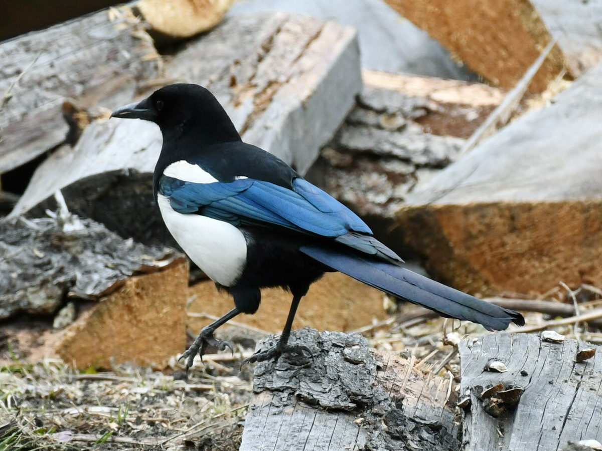 Black-rumped Magpie