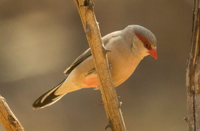 Black-rumped Waxbill