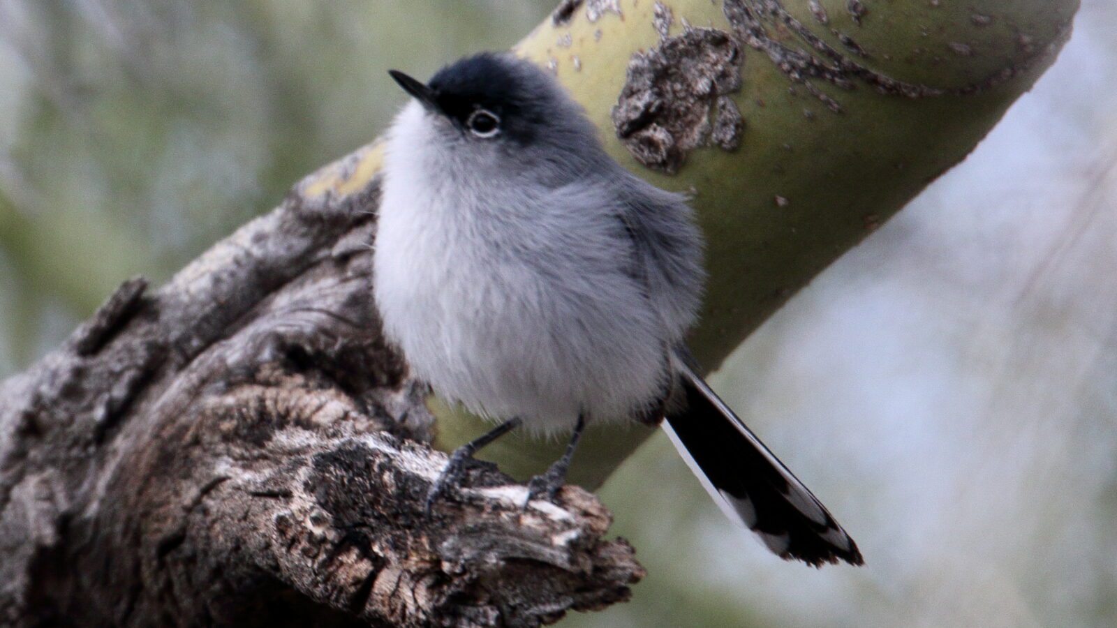Black-tailed Gnatcatcher