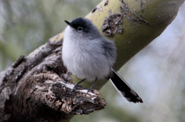 Black-tailed Gnatcatcher