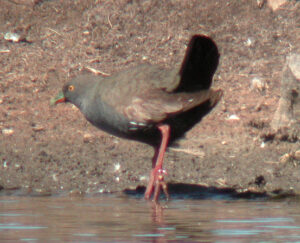 Black-tailed Nativehen