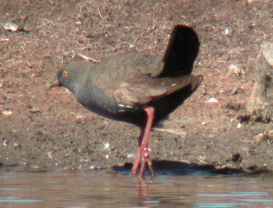 Black-tailed Nativehen