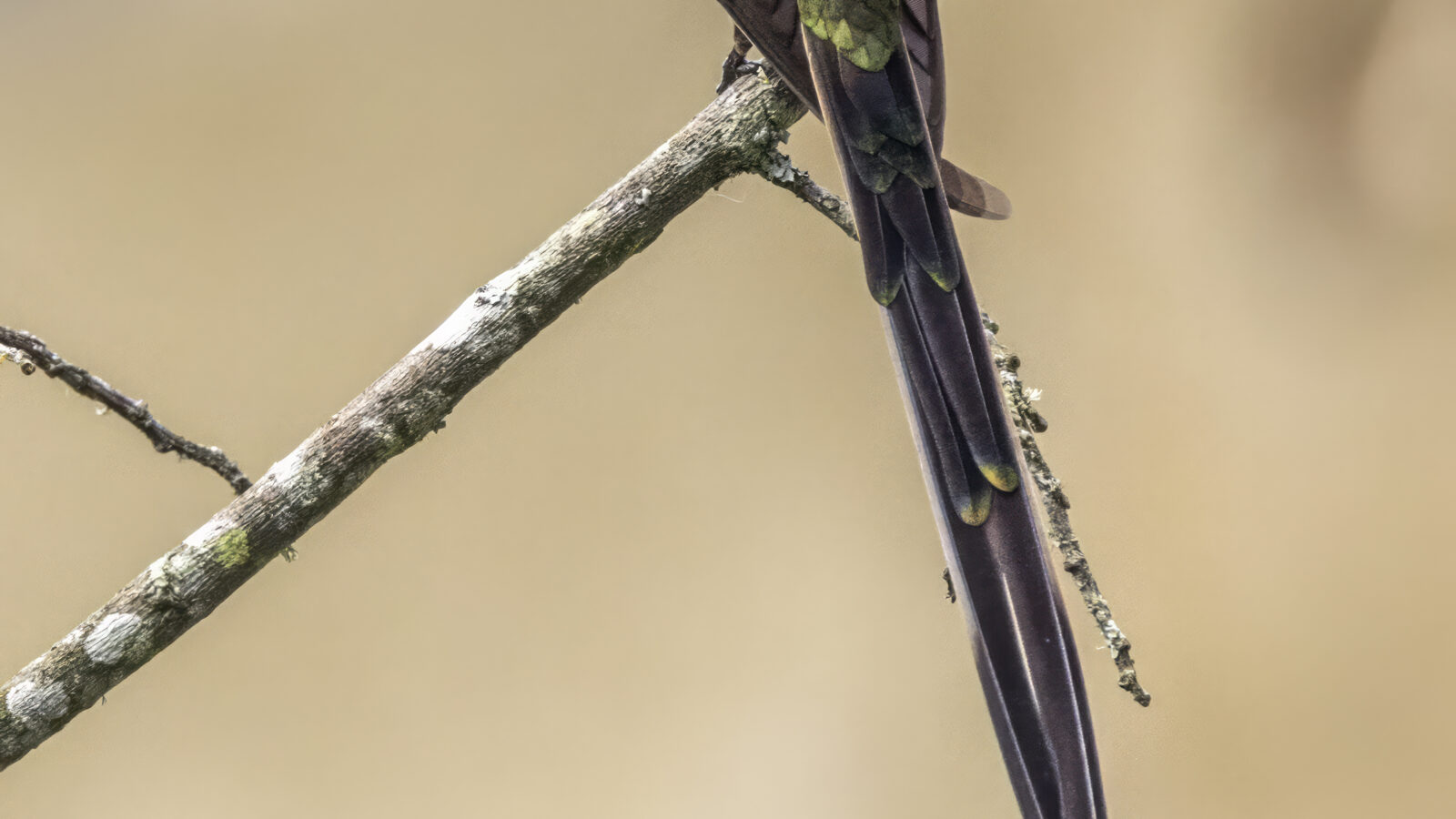 Black-tailed Trainbearer