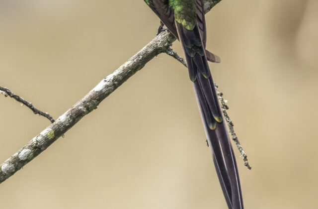 Black-tailed Trainbearer