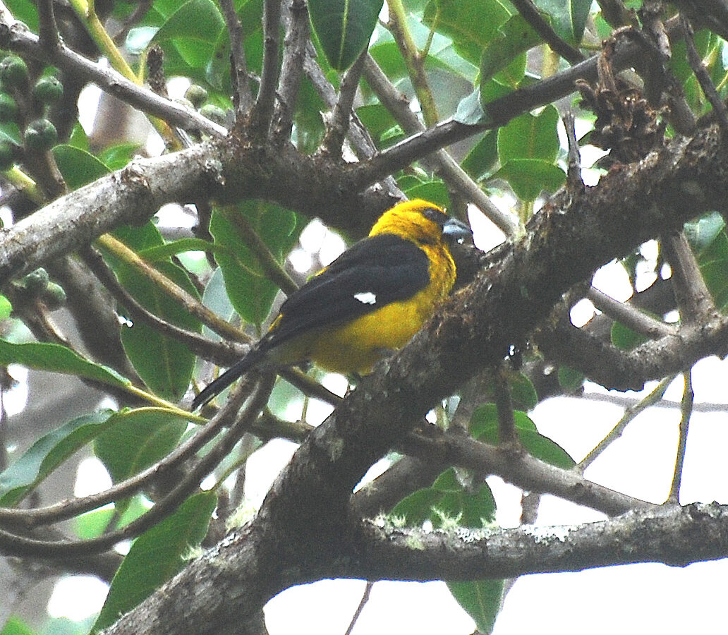 Black-thighed Grosbeak