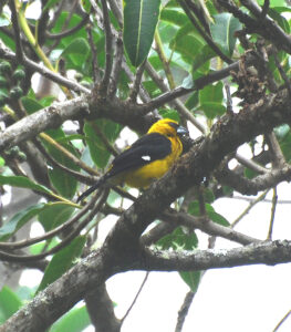 Black-thighed Grosbeak