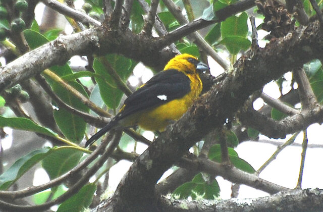 Black-thighed Grosbeak