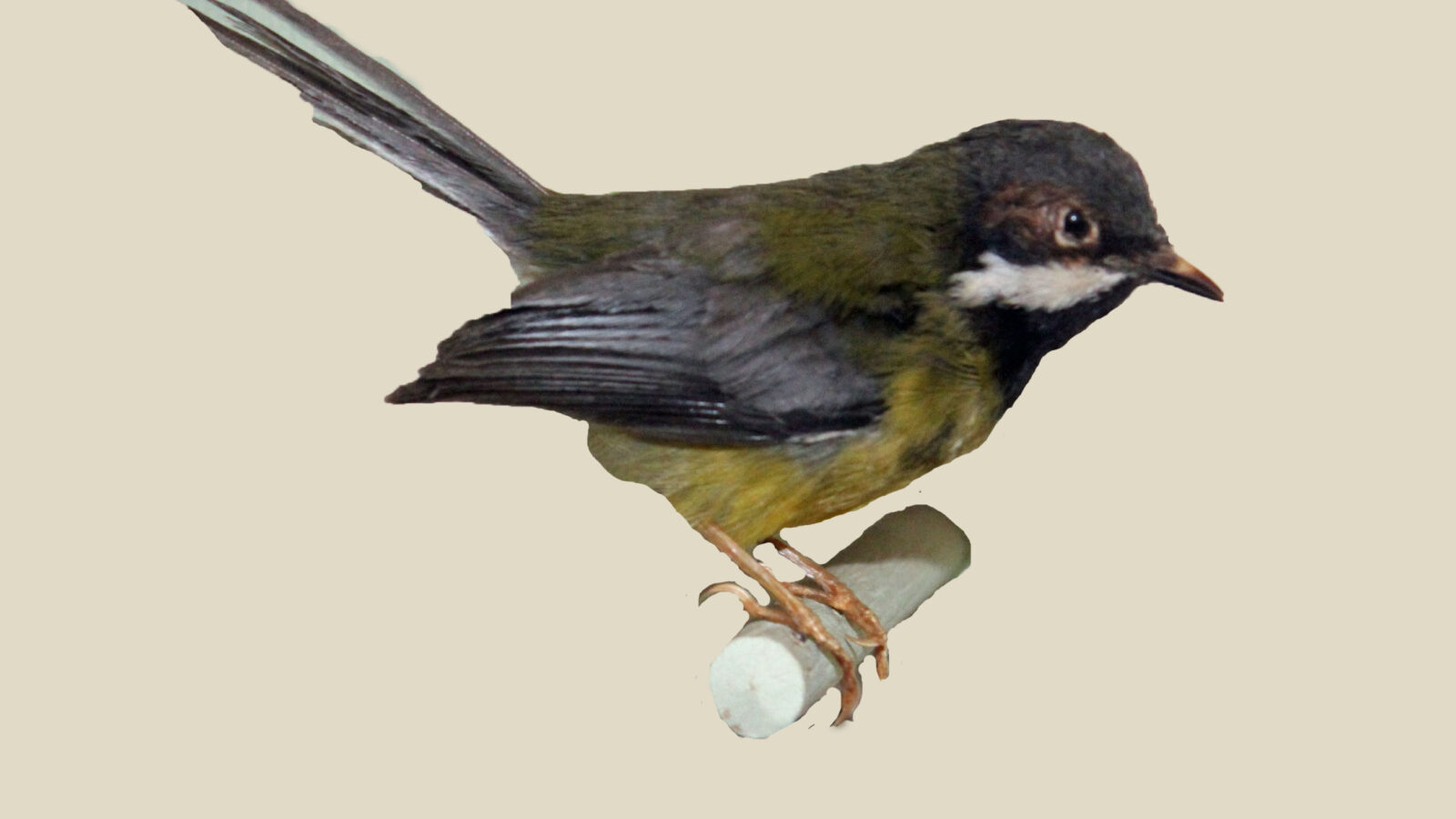 Black-throated Apalis