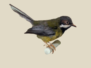 Black-throated Apalis