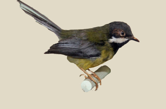 Black-throated Apalis