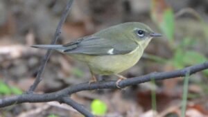 Black-throated Blue Warbler