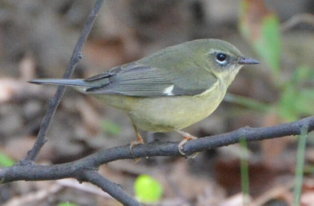 Black-throated Blue Warbler