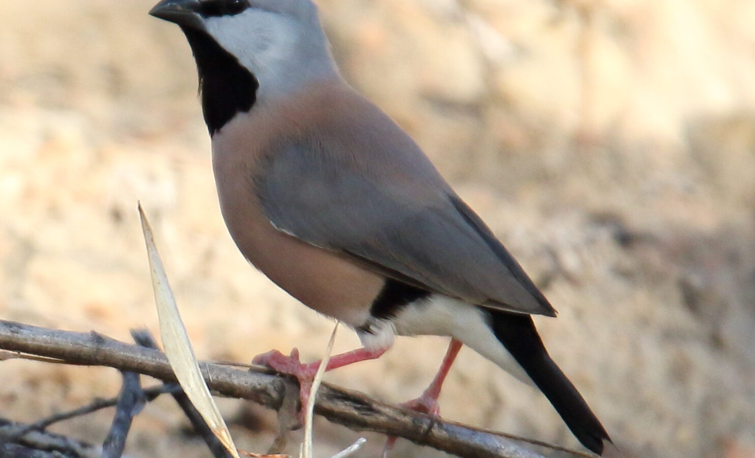 Black-throated Finch