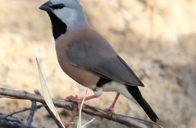 Black-throated Finch