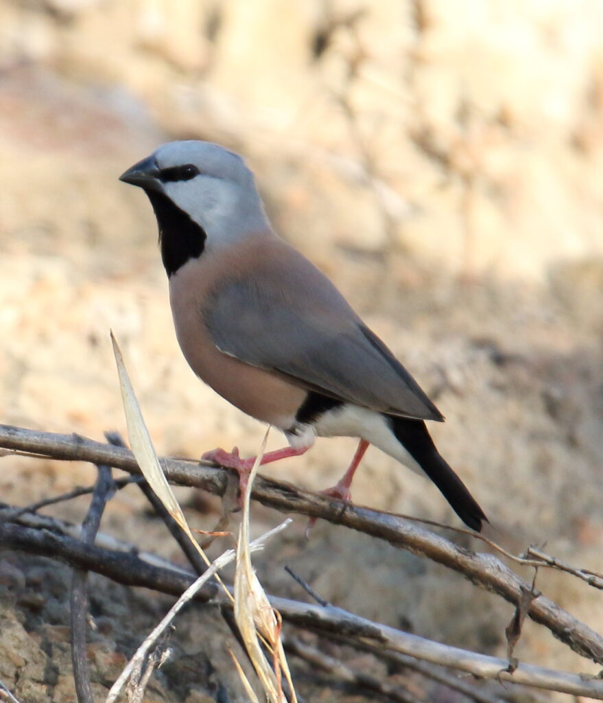 Black-throated Finch