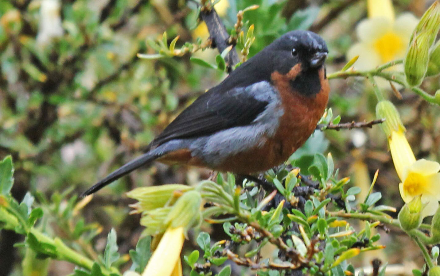 Black-throated Flowerpiercer