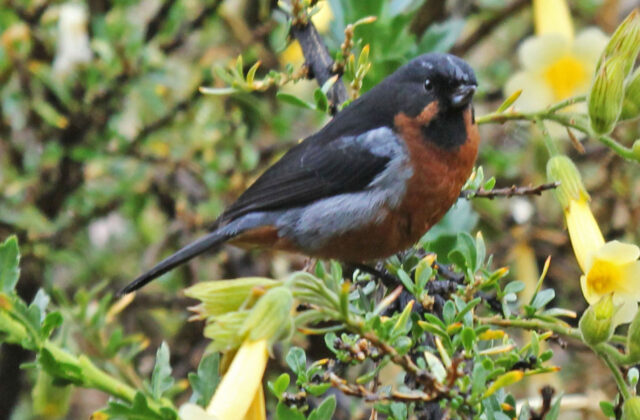Black-throated Flowerpiercer