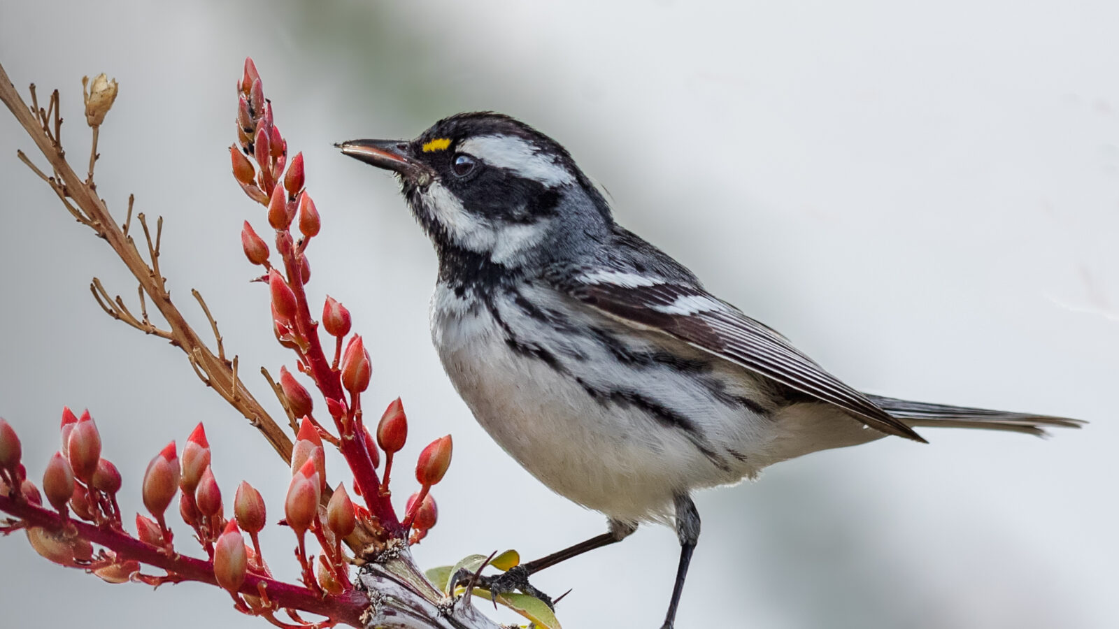 Black-throated Grey Warbler