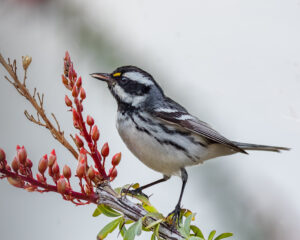 Black-throated Grey Warbler