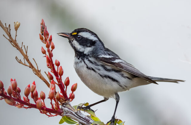 Black-throated Grey Warbler