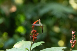 Black-throated Hermit
