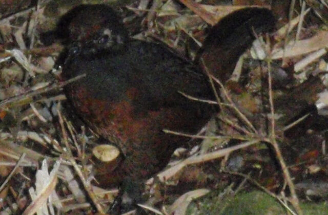 Black-throated Huet-huet