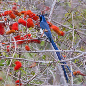 Black-throated Magpie-Jay