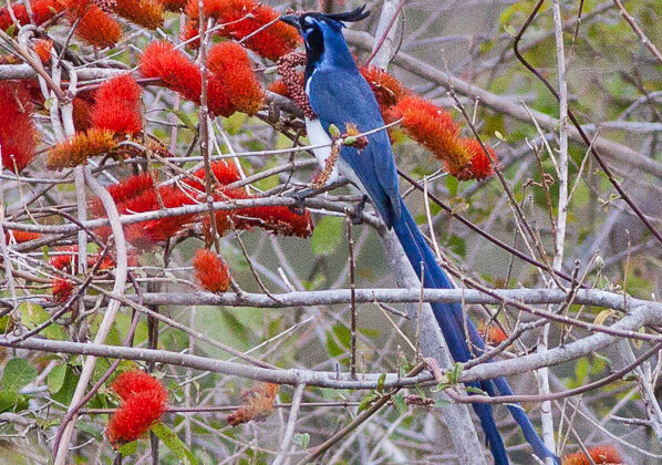 Black-throated Magpie-Jay