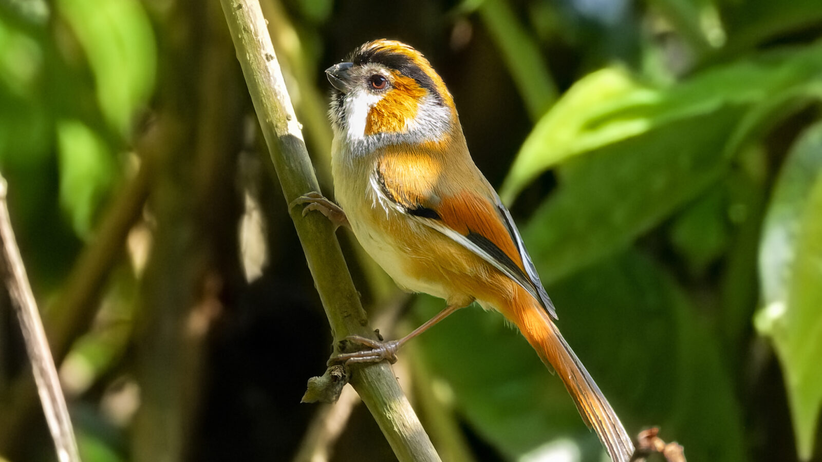 Black-throated Parrotbill