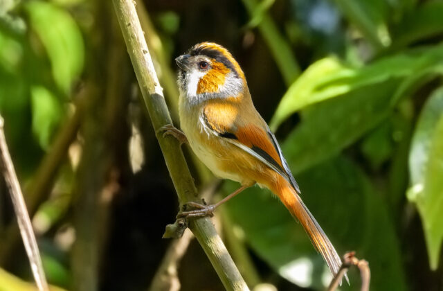 Black-throated Parrotbill
