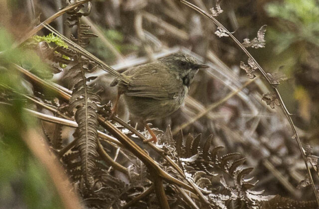 Rufous-crowned Prinia