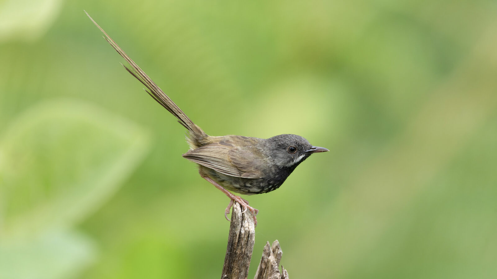 Black-throated Prinia