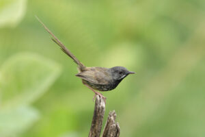 Black-throated Prinia