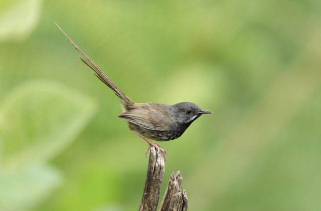 Black-throated Prinia
