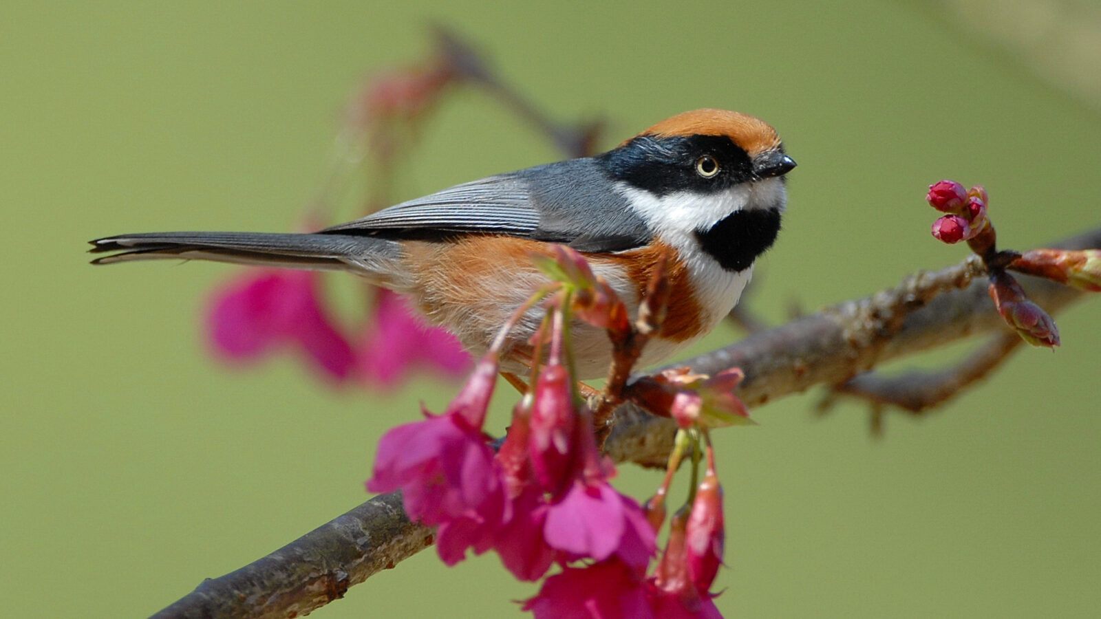 Black-throated Bushtit