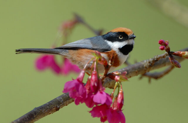 Black-throated Bushtit