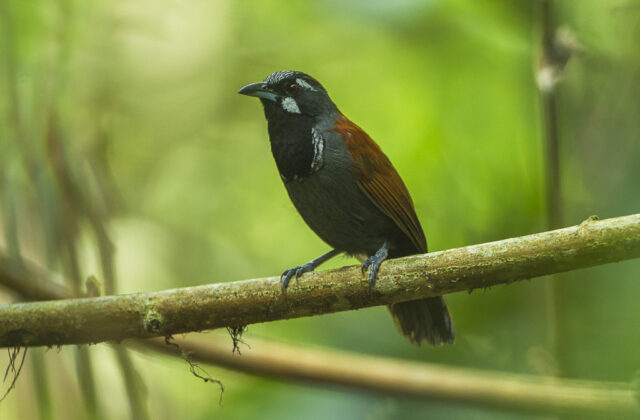 Black-throated Babbler