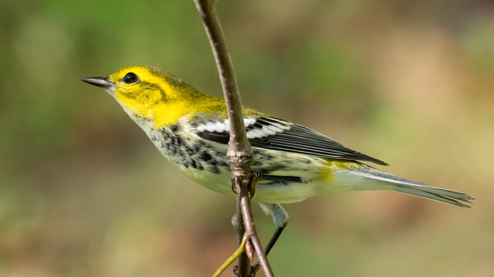 Black-throated Green Warbler