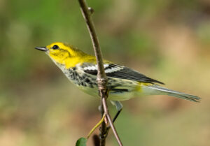 Black-throated Green Warbler