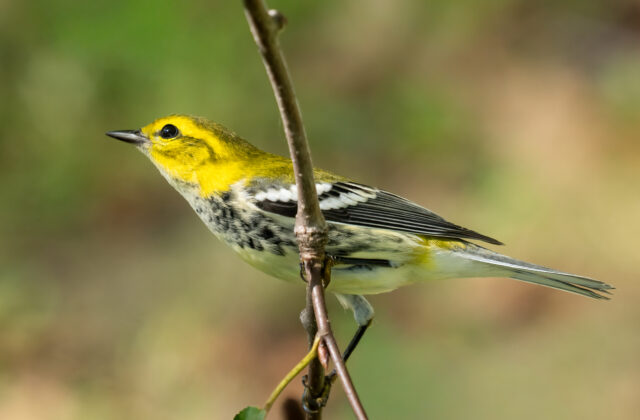 Black-throated Green Warbler
