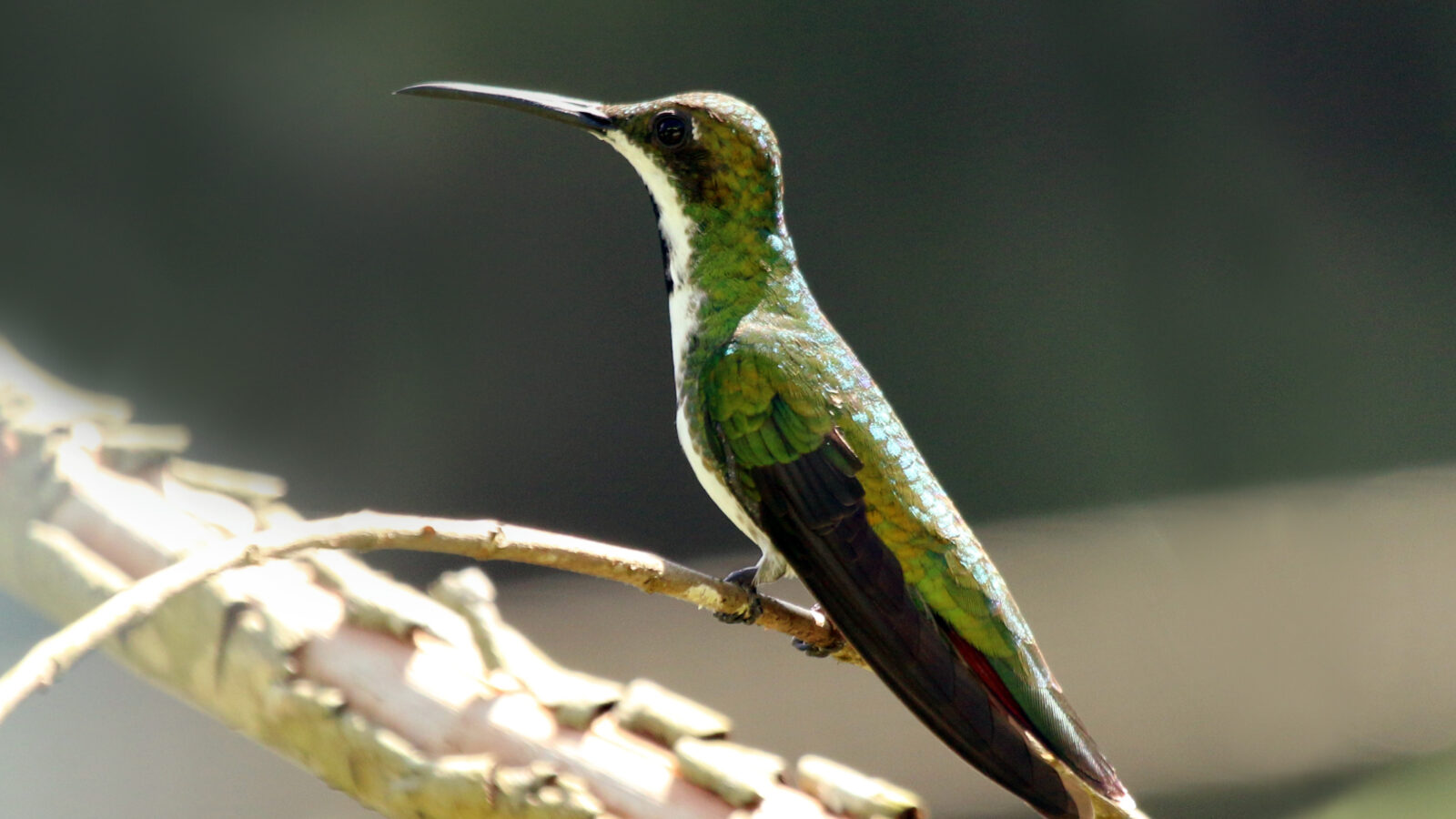 Black-throated Mango