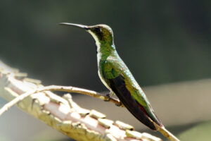 Black-throated Mango