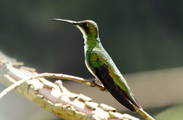 Black-throated Mango