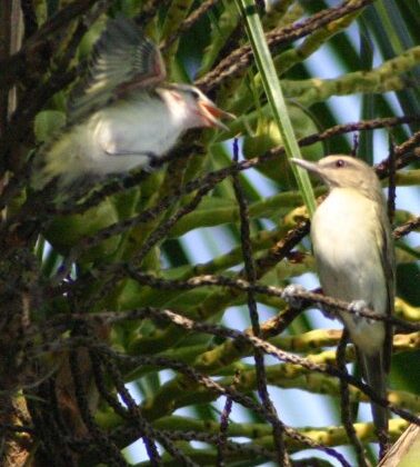 Black-whiskered Vireo